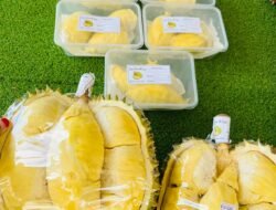 Empat Tahun Berdiri, Istana Buah Nazra Kini Mampu Kirim Durian Premium hingga Luar Daerah
