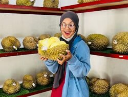 Aktivitas pelanggan saat menikmati dan memilih durian di Istana Buah Nazra, Desa Langsat/Kayujati, Kecamatan Ongka Malino, Kabupaten Parigi Moutong, Sulawesi Tengah.