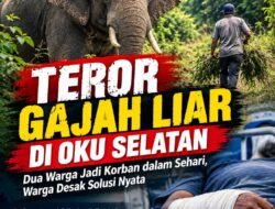 OKU Selatan.Ancaman gajah liar kembali menghantui warga di wilayah Kabupaten OKU Selatan. Dalam satu hari, dua warga dilaporkan menjadi korban serangan gajah liar di lokasi berbeda, hingga mengalami patah tulang.